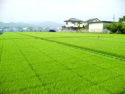 短期従業員急募!!【野菜苗育苗作業(数名)】★未経験者可! ★車通勤OK!